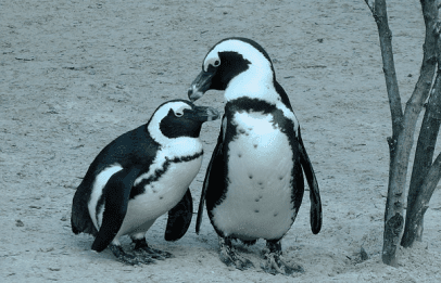 Gay penguin parents: They’re just like us!