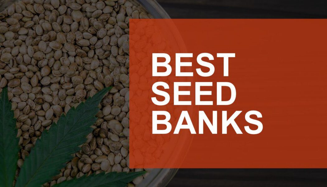 Best Seed Banks: Reputable Marijuana Seed banks That Ship to the USA Safely & Discreetly