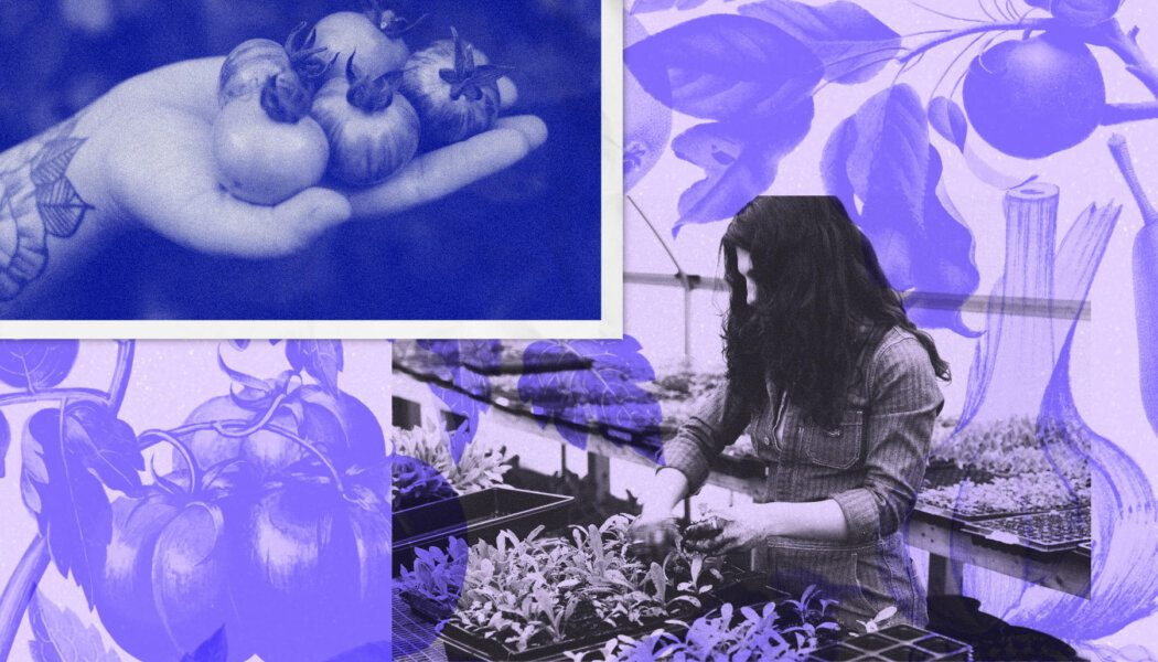 Blue and purple collage with an outstretched hand cupping tomatoes, a person moving small potted plants in a greenhouse and illustrated vegetable plants